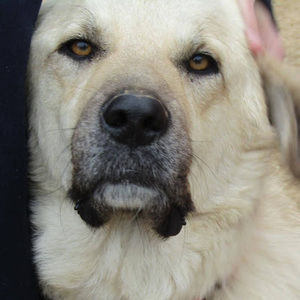 Meet your Posher, Elisabeth